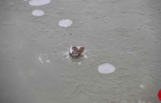 Baskil'de Havuzlar Dondu, Bayrak Buz Tuttu