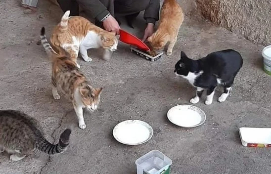 Baskil'de Yaşayan Vatandaş Sokak Hayvanlarına Gözü Gibi Bakıyor