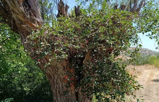 Kıyametin Alemeti Baskil'de Görüldü