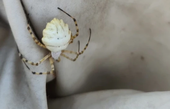 Elazığ'da İlk Kez Loblu Örümcek Görüntülendi