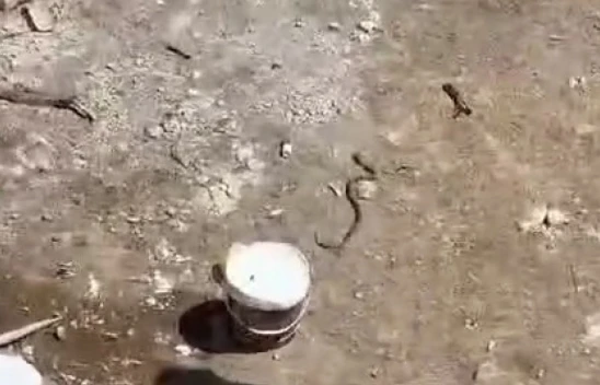 Elazığ'da işçiler tarafından etkisiz hale getirilen yılanın kafa kısmı kaçmaya devam etti