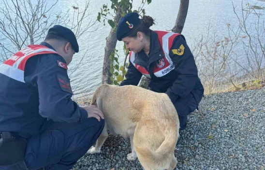 Elazığ'da jandarma ekipleri sokak hayvanlarını unutmadı