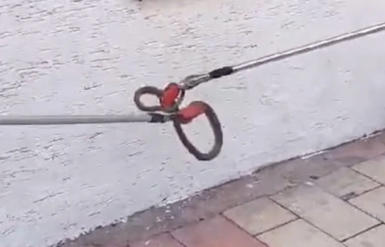 Elazığ'da Yılanlar Artık Merkezde de Görülmeye Başladılar