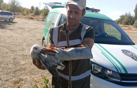 Elazığ'da Kanadı Kırık Martı Tedavi Altına Alındı