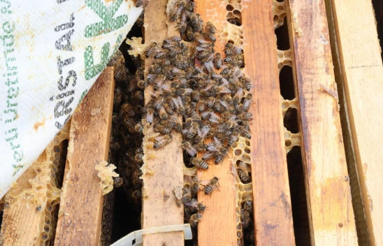 Elazığ'da Karın Erken Yağması ve Soğuk Hava Arıcıları Sevindirdi