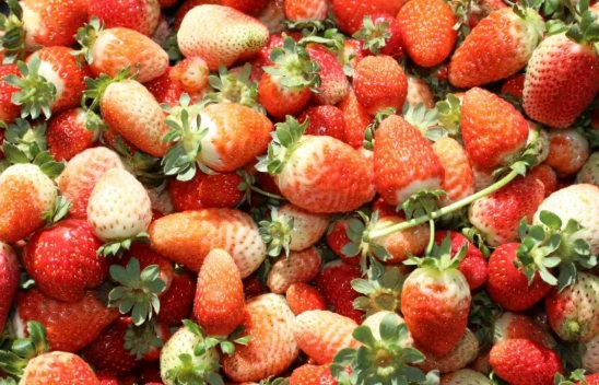 Kışın Ortasında Yaz Meyvesi: Elazığ Çileği