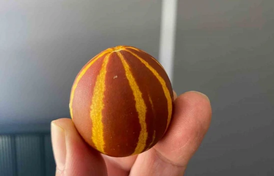 Elazığ'da kavunun küçüklüğü şaşırttı