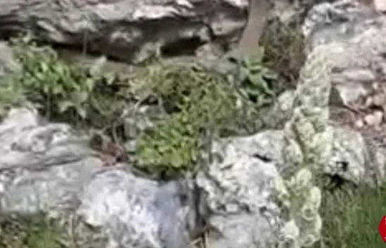 Palu'da Kayalıklar Arasında Görülen 2 Metrelik Yılan Korkuttu