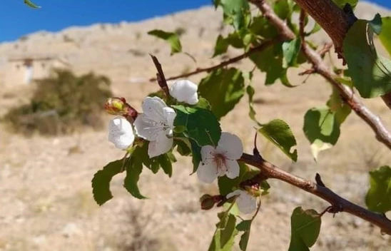 Elazığ'da kayısı ağaçları çiçek açtı
