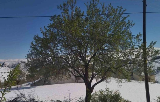 Elazığ'da kayısı, ceviz ve badem ağaçlarını 'kar' vurdu