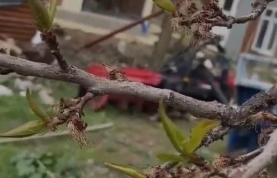 Elazığ'da Don Felaketi: Çiftçinin Umudu Kayısı Bahçeleri Yandı