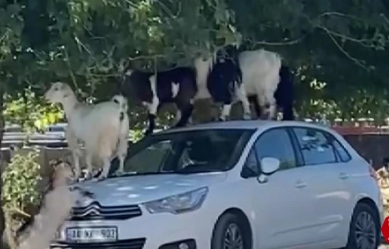 Keçiler Araç Üzerinde Ziyafet Çekerken Onları Gören Vatandaşlar Şaşkınlığını Gizleyemedi