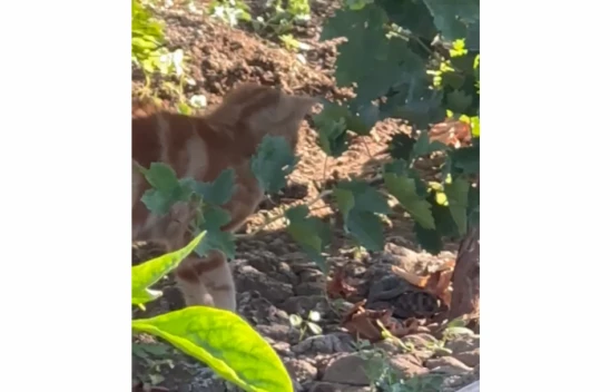 Elazığ'da Kedi, Yavrusunu Yılandan Kurtardı