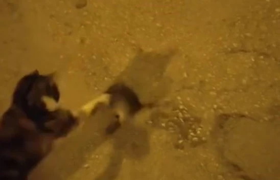 Elazığ'da Kedi ile Farenin 'Tom ve Jerry' Anları Gülümsetti