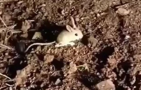Elazığ'da kırmızı listede yer alan Arap tavşanı görüntülendi