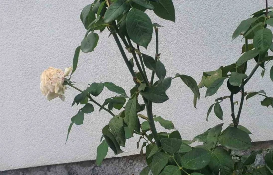 Elazığ'ın Palu İlçesinde Kış Ayında Gül Ağacı Çiçek Açıverdi