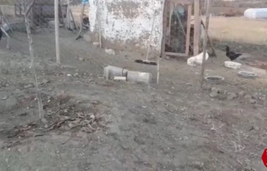Elazığ'da Köpekler Kümese Girdi, 37 Tavuğu Telef Etti