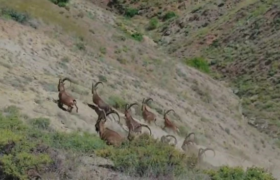 Elazığ'da koruma altında bulunan çengel boynuzlu dağ keçileri görüntülendi