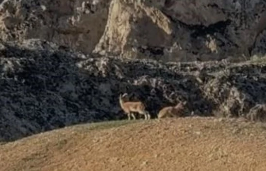 Elazığ'da koruma altındaki dağ keçileri sürü halinde görüntülendi