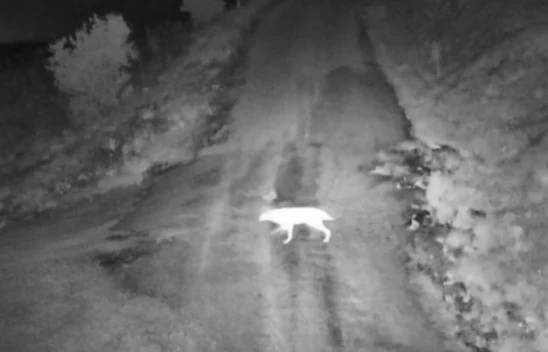 Elazığ'da köye inen kurt sürüsü görüntülendi