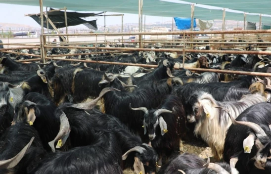 Elazığ Belediyesi Kurban Satış ve Kesim Alanını Açıkladı