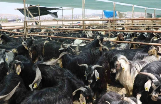 Elazığ'da kurban satış ve kesim alanı belirlendi