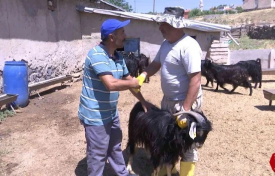 Elazığ'da Kurbanlıklar Görücüye Çıktı, Fiyatlar 2 Bin 500 Liradan Başlıyor