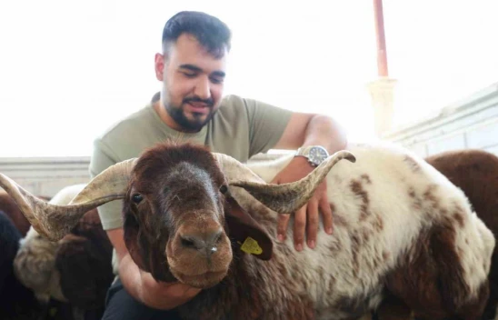 Elazığ'da Kurbanlıklar Satışa Çıktı, İşte Fiyatlar !