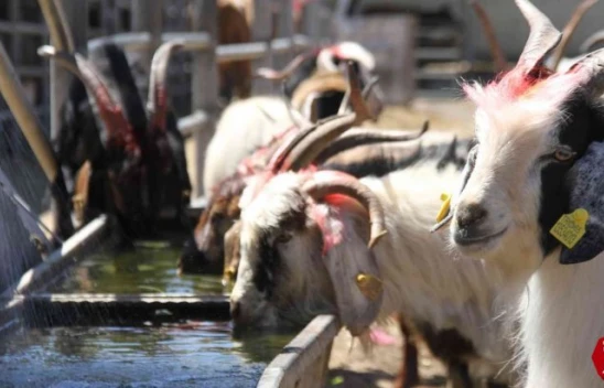 Elazığ'da Kurbanlıklar Pazara İndi, İşte Fiyatlar
