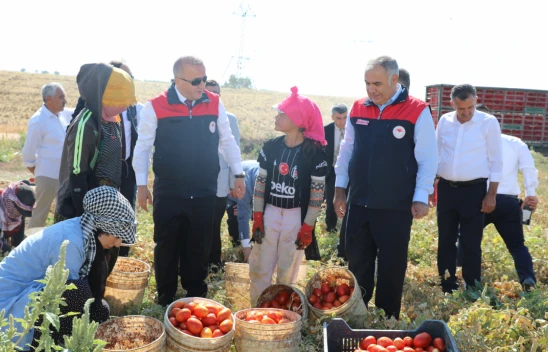 Elazığ'da Kurutmalık Organik Domates Hasadı Gerçekleştirildi