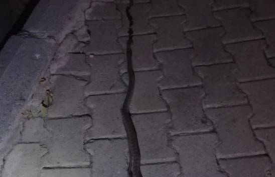 Alacakaya'da lavaboya giren 2 metrelik yılan korkuttu