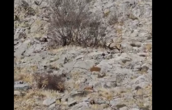 Elazığ'da Nadir Görülen An: Dağ Keçileri Sarp Kayalıklarda Görüntülendi