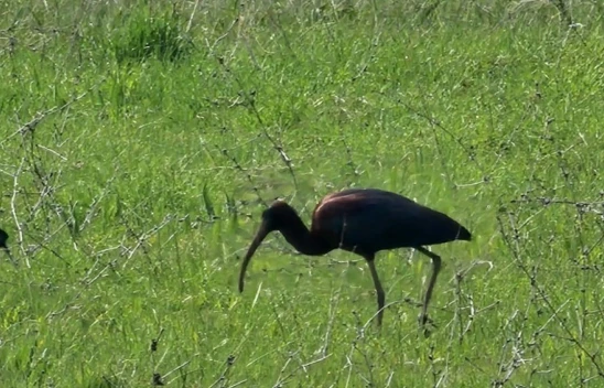 Elazığ'da Nesli Tehlike Altında Olan Çeltikçi Kuşu Görüntülendi