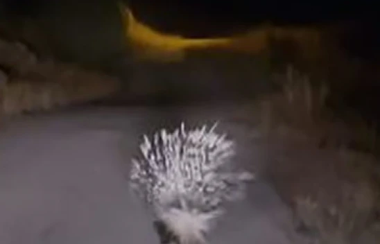 Elazığ'da nesli tükenme tehlikesi altındaki oklu kirpi görüntülendi