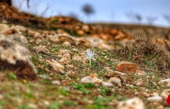 Elazığ'da nevruz çiçekleri açtı