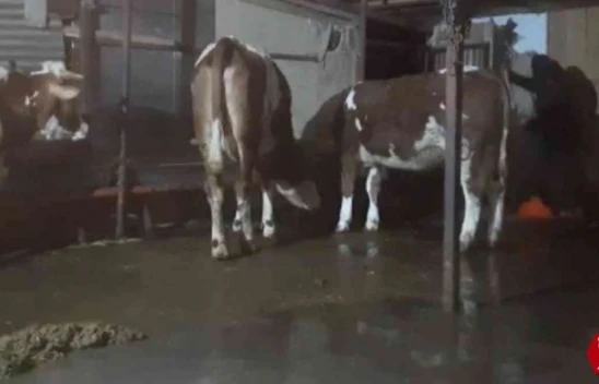 Yazıkonak'ta Sağanak Yağış Sonrası Ahırları Su Bastı