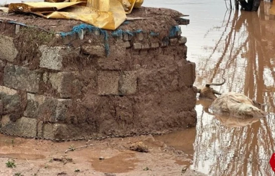 Elazığ'da Sağanak Yağışın Vurduğu Akçakiraz'da Hayvanlar Telef Oldu