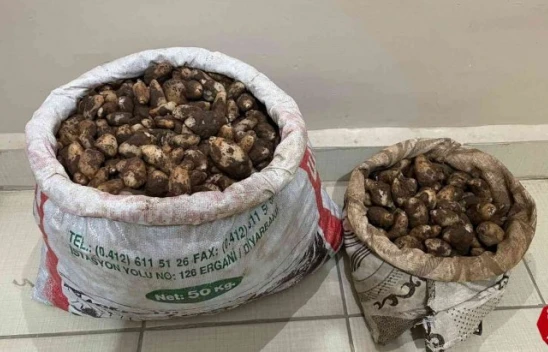 Arıcak'ta Salep Soğanı Toplayan 4 Kişiye 436 Bin Lira Para Cezası