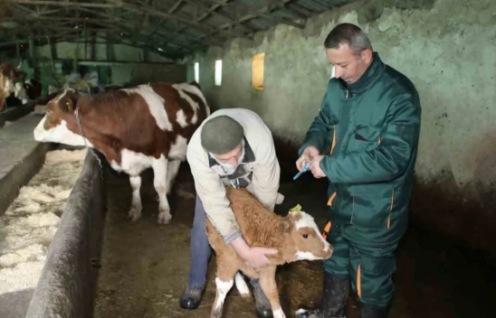 Elazığ'da Şap Hastalığı Kabusu Sona Erdi: 3 İlçede Karantina Kaldırıldı