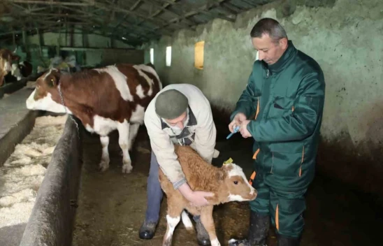 Elazığ'da şap ile mücadele: 5 bin büyükbaş aşılandı, 255 işletmede sağlık taraması yapıldı
