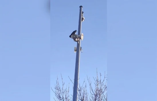 Elazığ'da Şaşkına çeviren anlar! Karga 'Allah' diye bağırdı, o anlar kameraya yansıdı