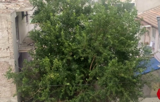 Elazığ'da Şiddetli Rüzgar Etkili Oldu, Ağaçların Dalları Kırıldı