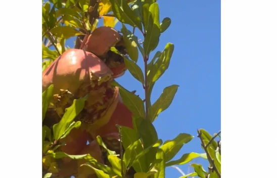 Elazığ'da Soğuk Hava Nar Üreticilerini Olumsuz Etkiledi