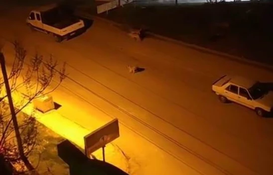 Elazığ'da Başıboş Köpeklerin Saldırdığı Çocuk Korku Dolu Anlar Yaşadı