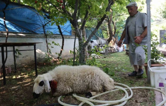 Elazığ Ulukent Mahallesinde Sokak Köpekleri Dehşet Saçtı !