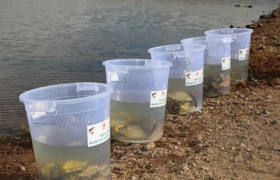 Elazığ'da Su Kaynakları Canlanıyor: Kalecik Barajı'na 11 Bin 800 Sazan Yavrusu Bırakıldı