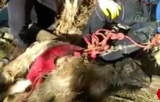 Elazığ'da su kuyusuna düşen keçi kurtarıldı