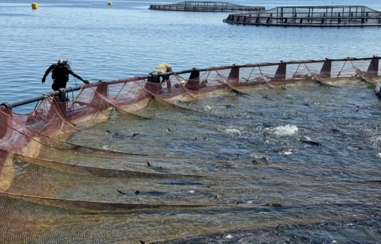 Elazığ'da Su ürünleri ihracatında hedef 2 milyar doları geçmek