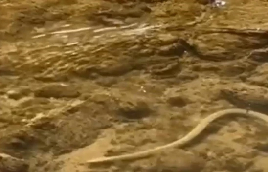 Elazığ'da su yılanı balık avlarken görüntülendi