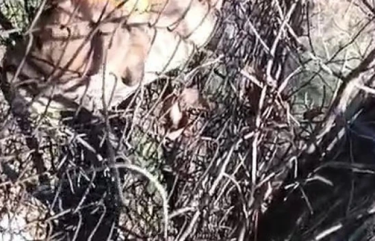 Elazığ'da Duyarlı Vatandaş, Teller Arasına Sıkışan Yavru Köpeği Kurtardı!